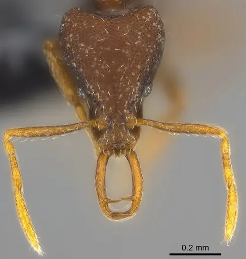 Strumigenys mailei specimen