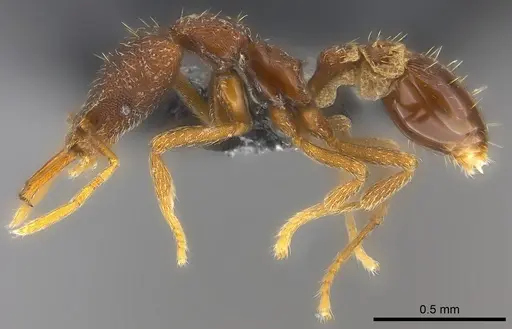 Strumigenys mailei specimen