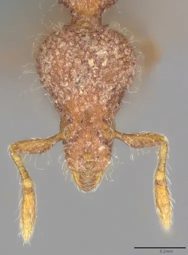 Strumigenys malaplax specimen