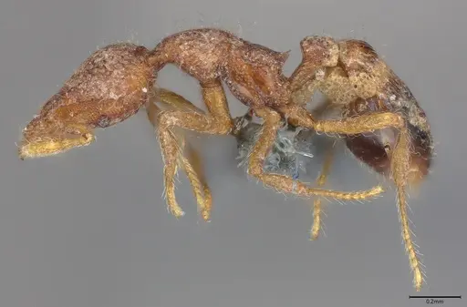 Strumigenys malaplax specimen