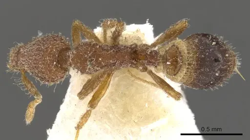 Strumigenys malaplax - CASENT0900092