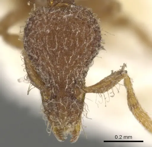 Strumigenys malaplax - CASENT0900092