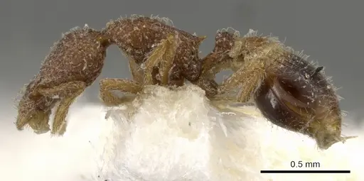 Strumigenys malaplax - CASENT0900092