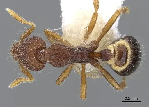 Strumigenys malaplax - CASENT0914718