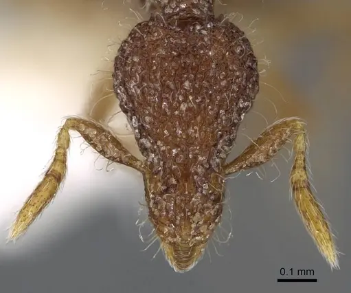 Strumigenys malaplax - CASENT0914718