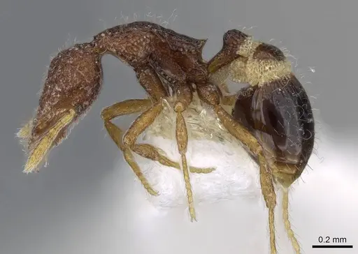 Strumigenys malaplax - CASENT0914718