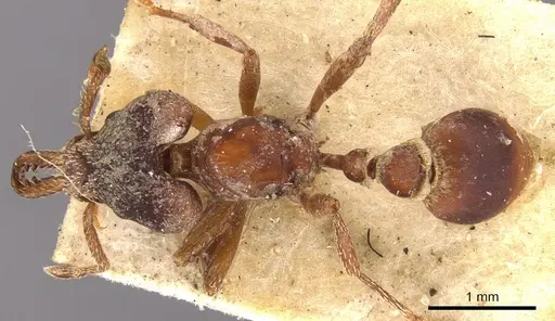 Strumigenys mandibularis specimen