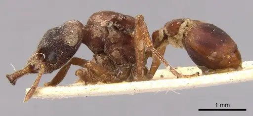 Strumigenys mandibularis specimen