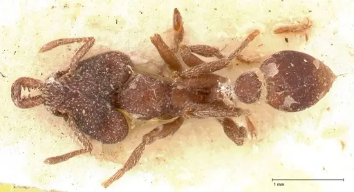 Strumigenys mandibularis - FOCOL0663