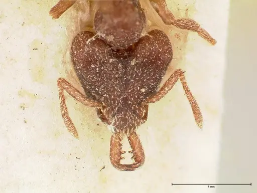 Strumigenys mandibularis - FOCOL0663