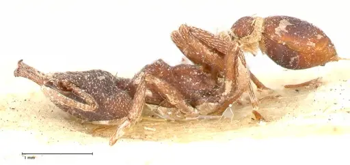 Strumigenys mandibularis - FOCOL0663