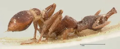 Strumigenys mandibularis - FOCOL0663