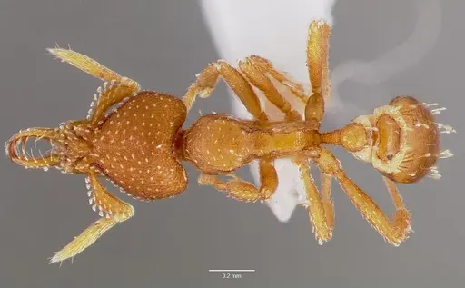 Strumigenys manga specimen