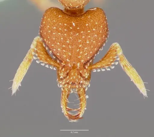 Strumigenys manga specimen