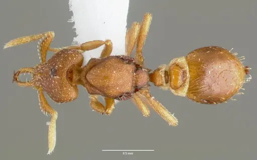 Strumigenys manga - CASENT0005600