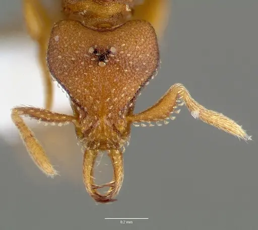 Strumigenys manga - CASENT0005600