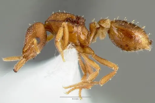 Strumigenys manga - CASENT0005600