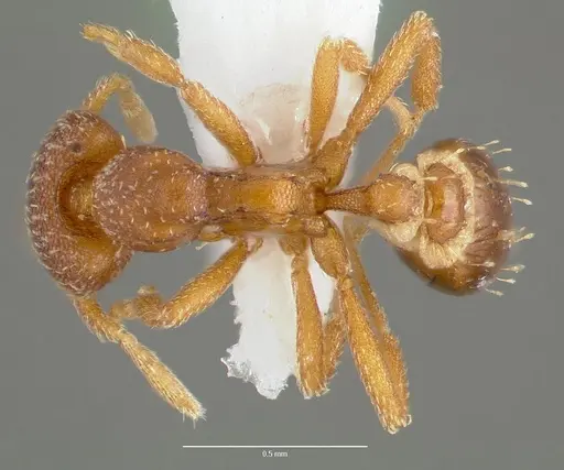 Strumigenys manga - CASENT0005601