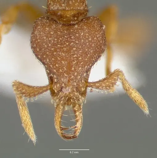 Strumigenys manga - CASENT0005601