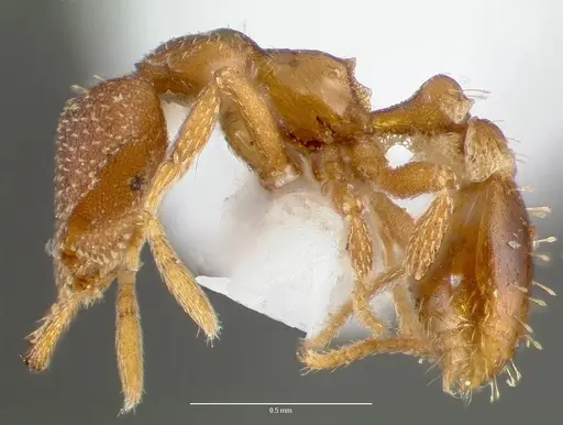 Strumigenys manga - CASENT0005601