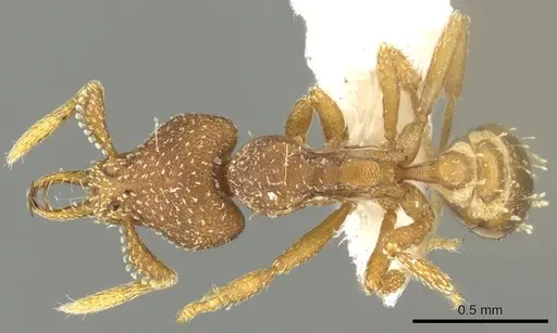 Strumigenys manga - CASENT0900684