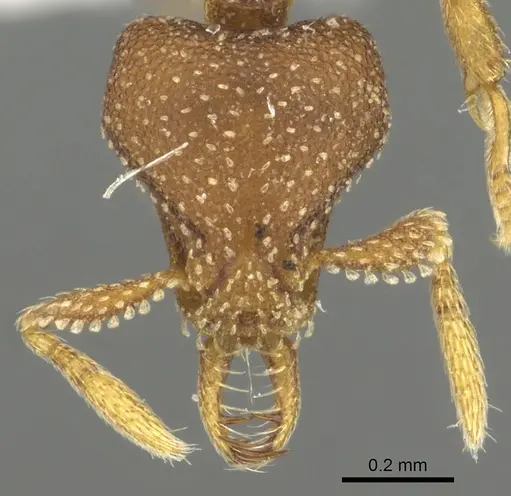 Strumigenys manga - CASENT0900684