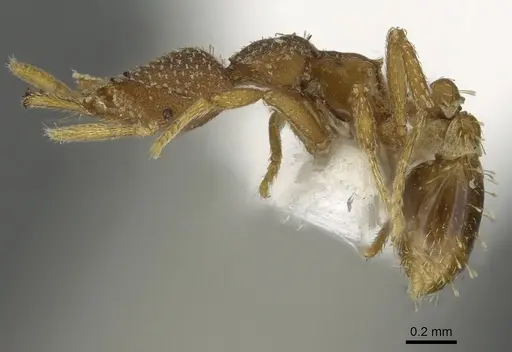 Strumigenys manga - CASENT0900684