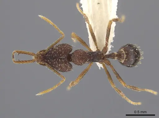 Strumigenys manis specimen