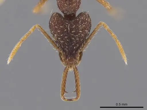 Strumigenys manis specimen