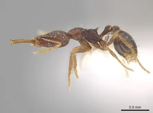 Strumigenys manis specimen