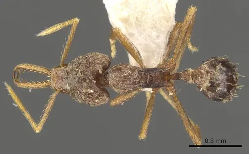 Strumigenys manis - CASENT0900438