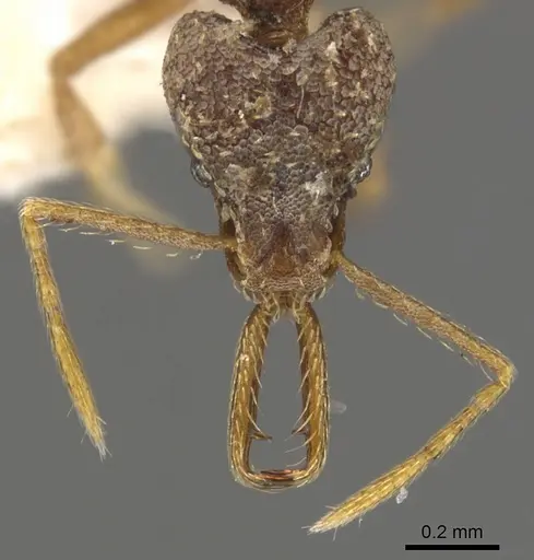 Strumigenys manis - CASENT0900438