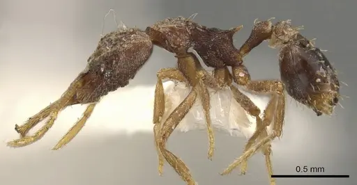 Strumigenys manis - CASENT0900438