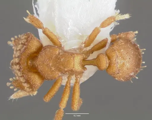 Strumigenys marchosias specimen