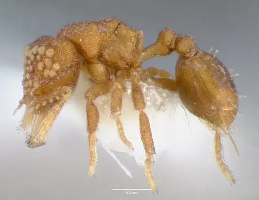 Strumigenys marchosias specimen