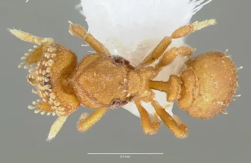 Strumigenys marchosias - CASENT0005655