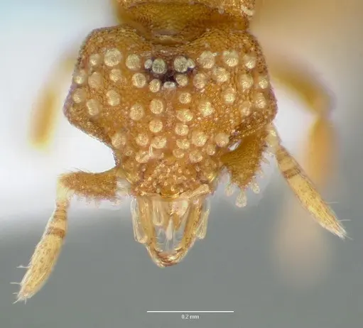 Strumigenys marchosias - CASENT0005655