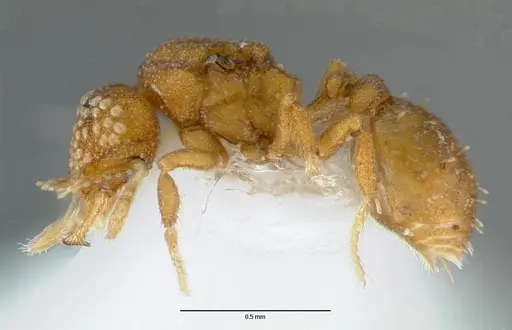 Strumigenys marchosias - CASENT0005655