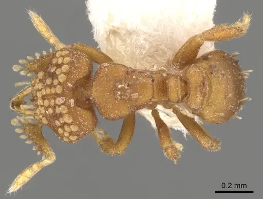 Strumigenys marchosias - CASENT0900047