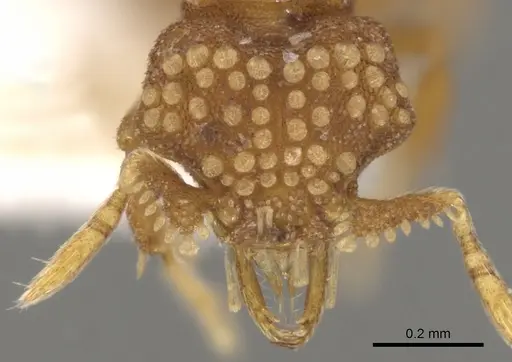 Strumigenys marchosias - CASENT0900047