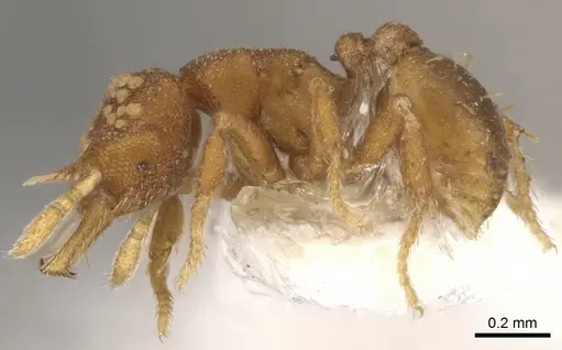 Strumigenys marchosias - CASENT0900047