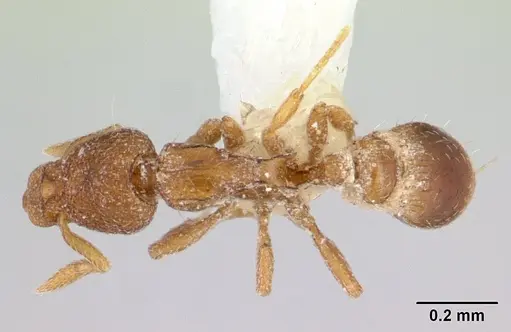 Strumigenys marginata specimen