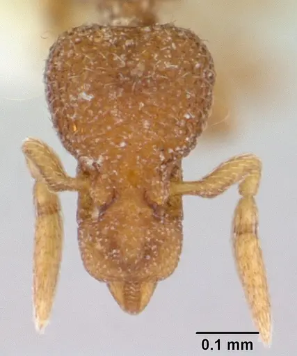 Strumigenys marginata specimen