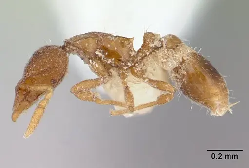 Strumigenys marginata specimen