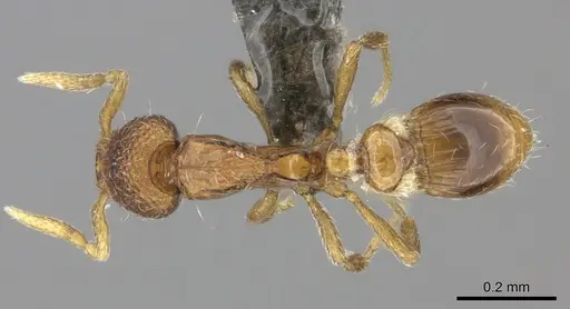 Strumigenys marginata - CASENT0235690