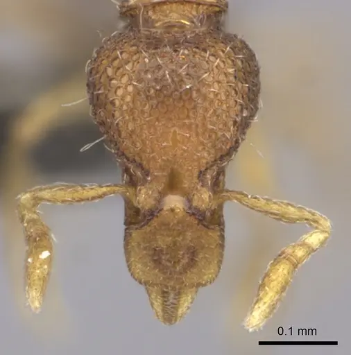 Strumigenys marginata - CASENT0235690