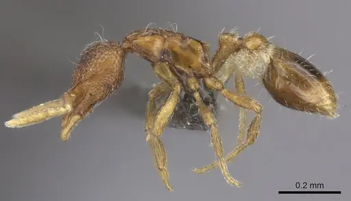 Strumigenys marginata - CASENT0235690