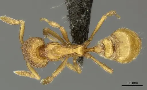 Strumigenys marginata - CASENT0235995