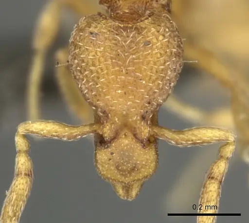 Strumigenys marginata - CASENT0235995