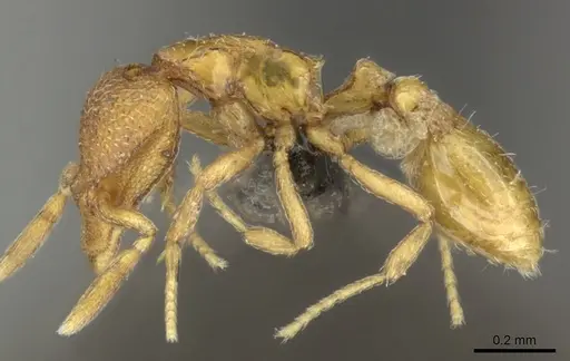 Strumigenys marginata - CASENT0235995